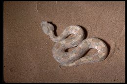 Image of Horned Adder