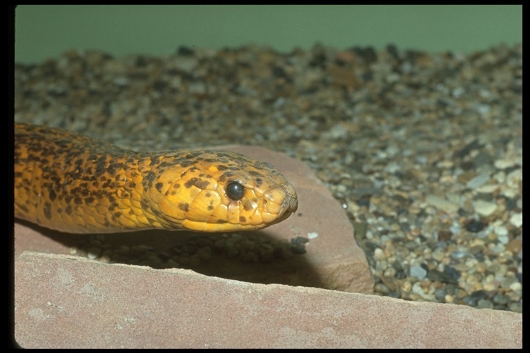 Image of Cape cobra