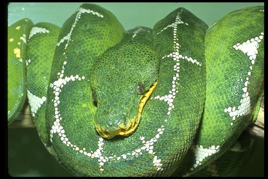 Image of Emerald Tree Boa