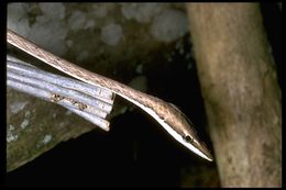 Image of Brown vinesnake