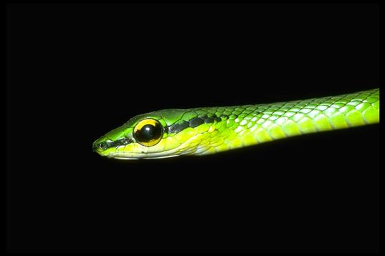 Image of Irregular Green Snake