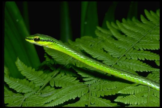 Image of Irregular Green Snake