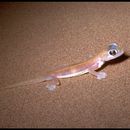 Image of Namib Sand Gecko