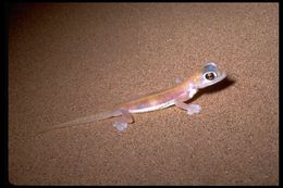 Image of Namib Sand Gecko