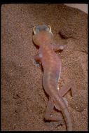 Image of Namib Sand Gecko