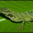 Image of Equatorial Anole