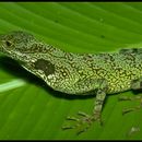 Sivun Anolis aequatorialis Werner 1894 kuva