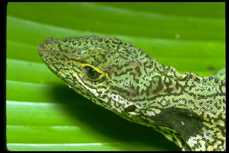 Image of Equatorial Anole