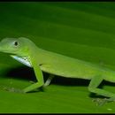 Sivun Anolis chloris Boulenger 1898 kuva