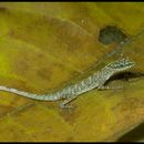 Anolis peraccae Boulenger 1898 resmi