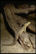 Image of Giant girdled lizard