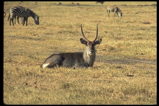 Image of Ellipsen Waterbuck