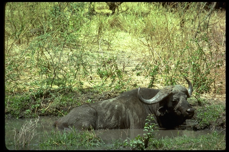 Imagem de Búfalo-africano