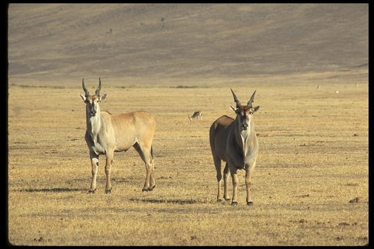 Taurotragus oryx (Pallas 1766) resmi