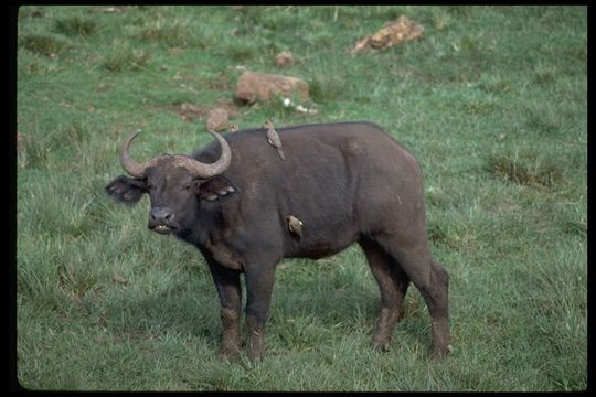 Image de buffle d'Afrique