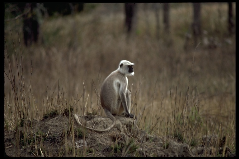 Image of Northern plains gray langur