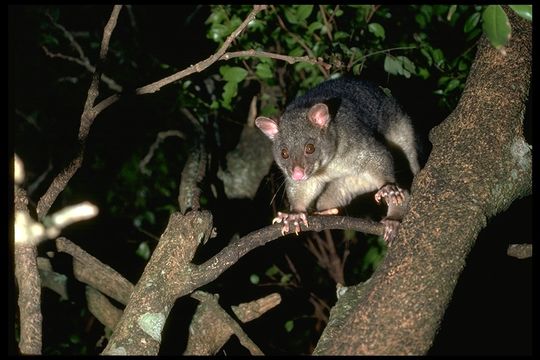 Image of Brush-tailed Possum