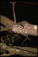 Image of Sugar Glider