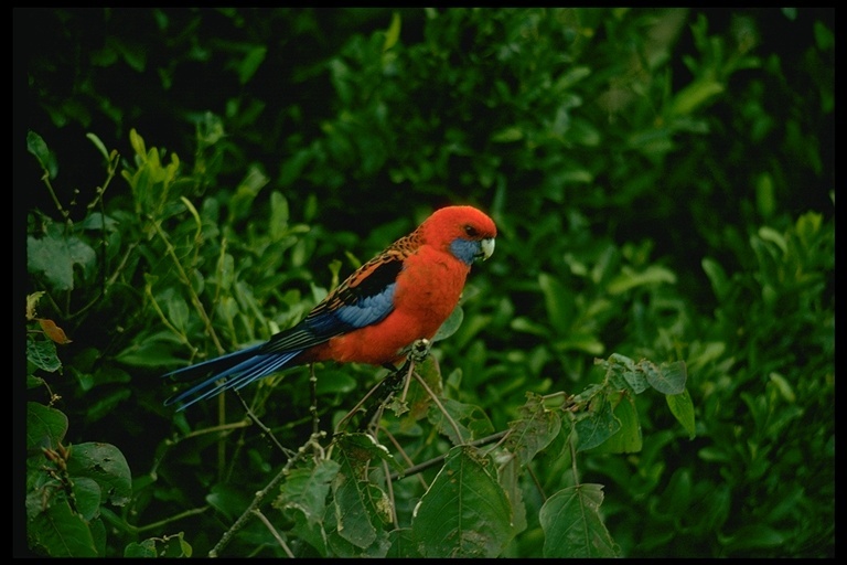 Image de Perruche de Pennant