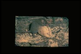 Image of Brown Antechinus