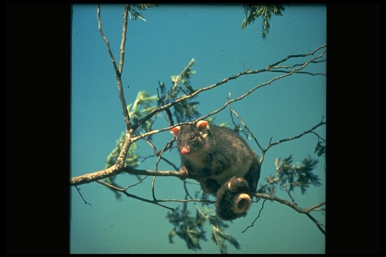 Image of Common Ring-tailed Possum