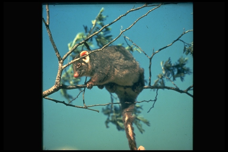 Pseudocheirus peregrinus (Boddaert 1785)的圖片