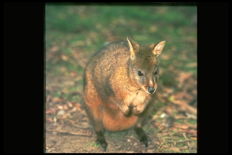 Image of Red-bellied Pademelon