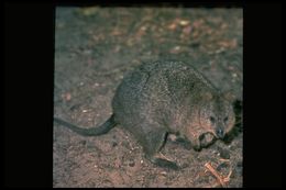 Image of Quokka