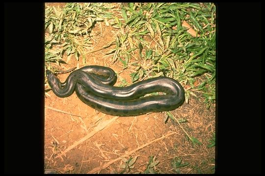 Image of Green anaconda