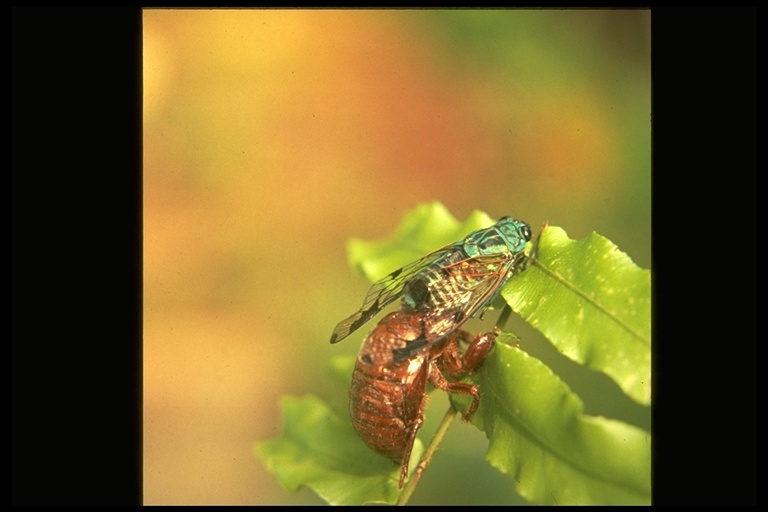 Image of cicadas