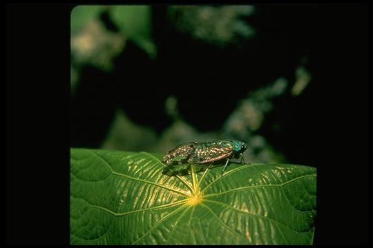 Image of cicadas