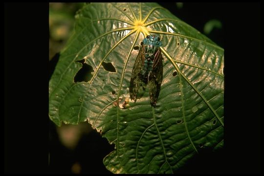 Image of cicadas