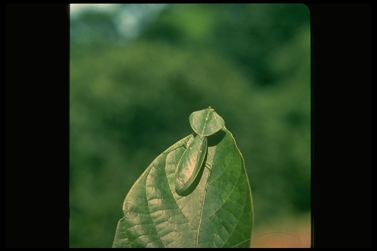 Image of Hooded Mantis