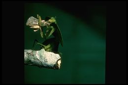 Image of Hooded Mantis