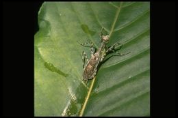 Image of praying mantises