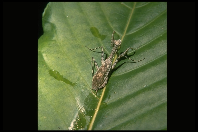 Image of praying mantises