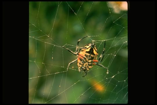 Image of orb weavers