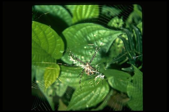 Image of Silver Argiope