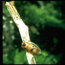 Image of Death's Head Cockroach