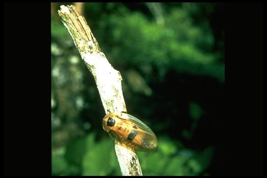 Image of Death's Head Cockroach