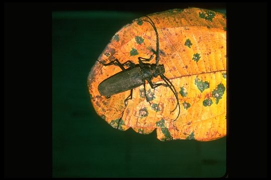 Image of long-horned beetles