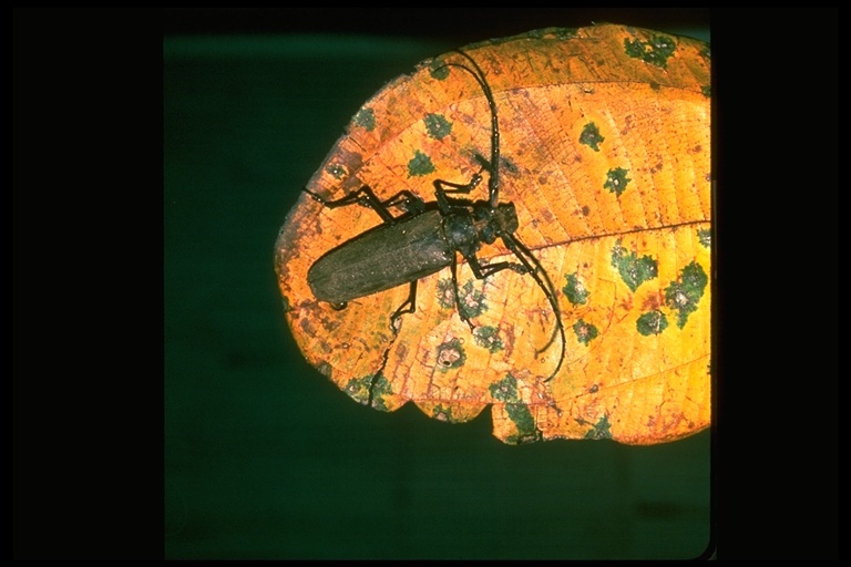 Image of long-horned beetles