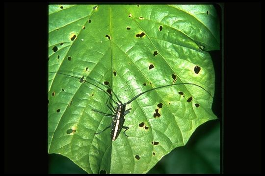 Taeniotes scalatus (Gmelin 1790) resmi