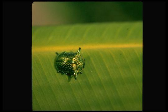 Image of leaf beetles