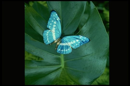 Image of Morpho cypris Westwood (1851)