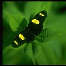 Image of Heliconius doris Linnaeus 1771