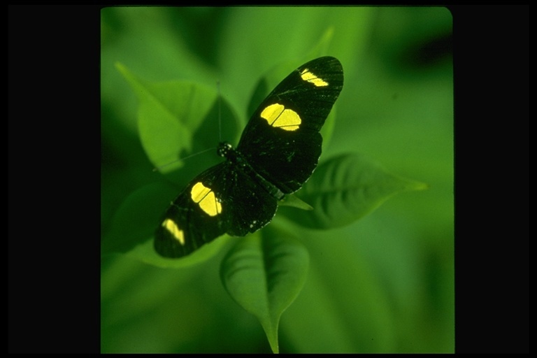 Image of Heliconius doris Linnaeus 1771