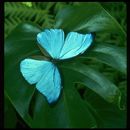 Morpho adonis Cramer 1779的圖片