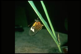 Image de <i>Heliconius erato lativitta</i>