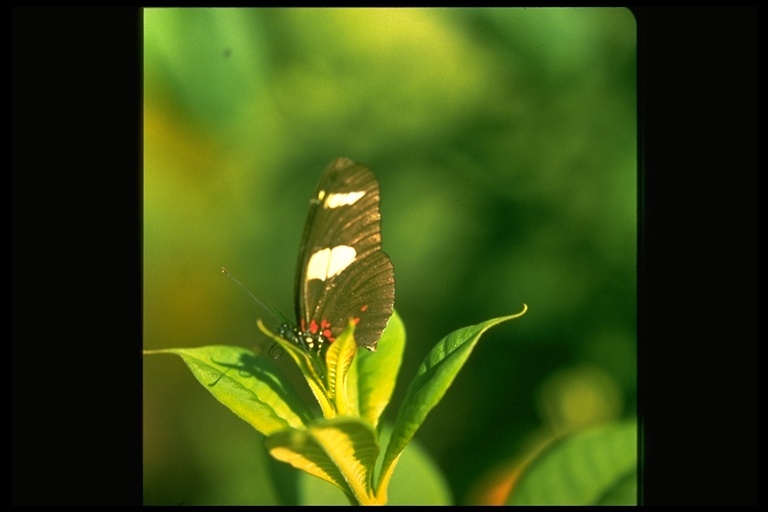 Image of Heliconius sara Fabricius 1793